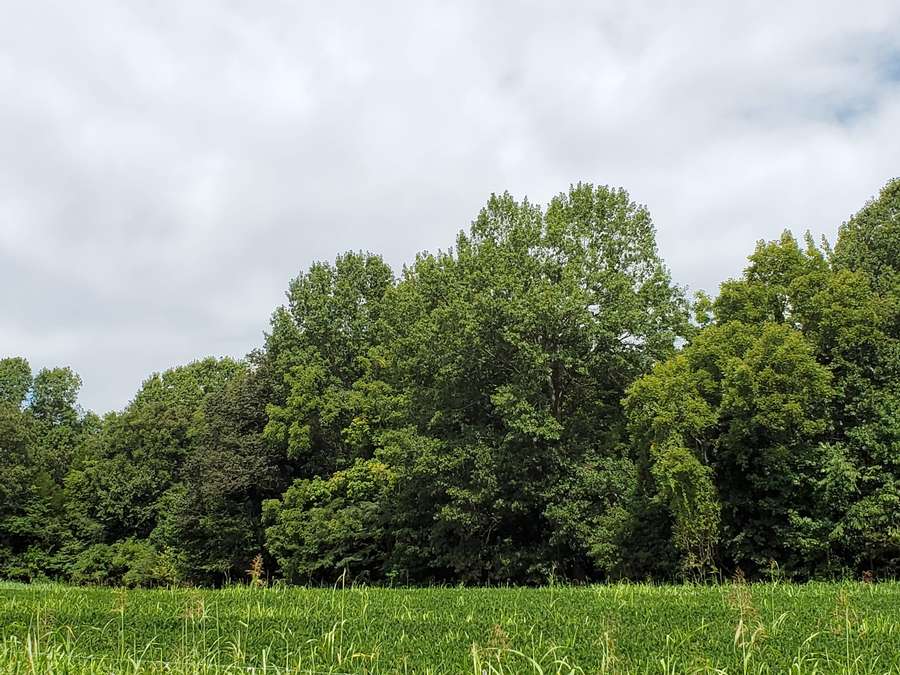 5 acre near road.jpg